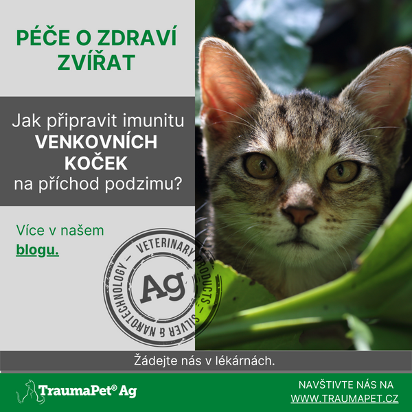 Jak připravit imunitu venkovních koček na příchod podzimu?