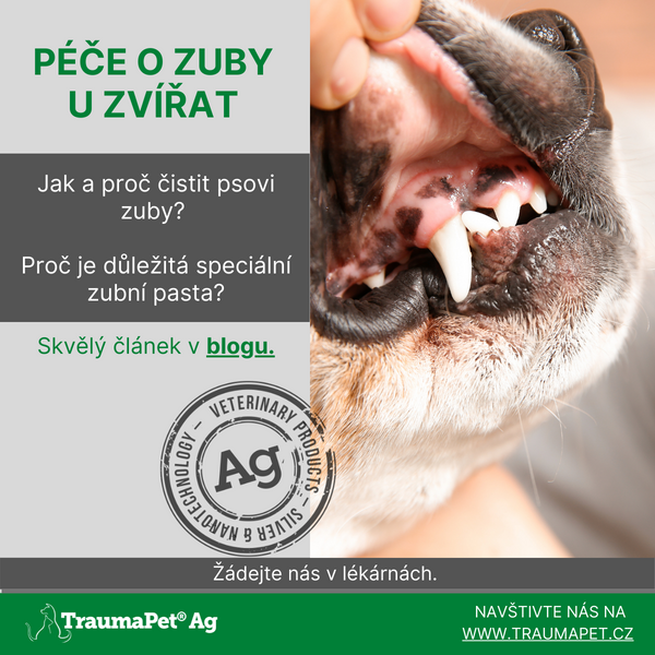 Jak a proč čistit psovi zuby? Proč je důležitá speciální zubní pasta?